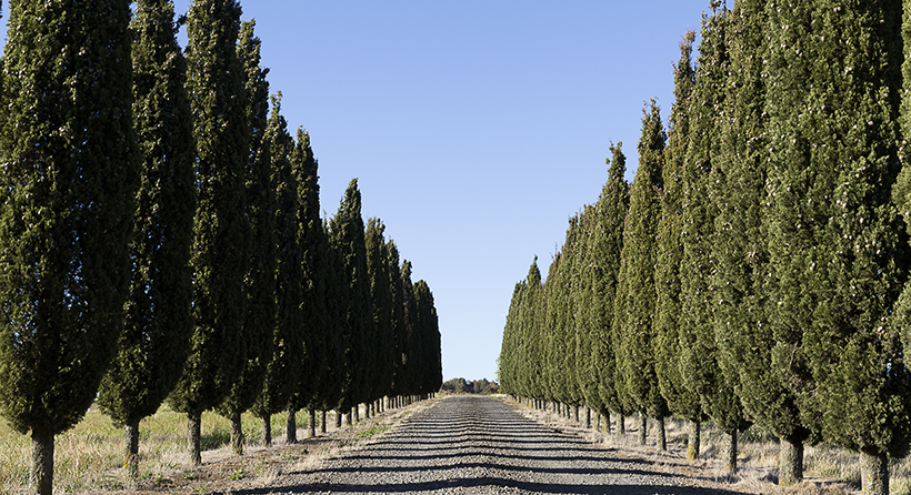 Fighting gully vineyard